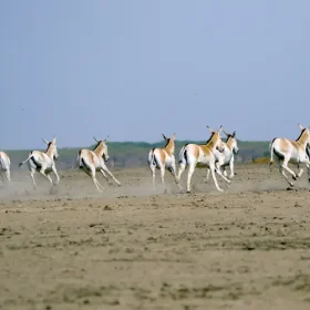 wild-asses-slider-500×500