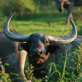 wild-buffalo-from-assam-slider-500×500