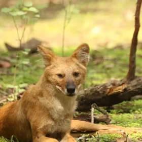 wild-dog-from-pench-slider-500×500