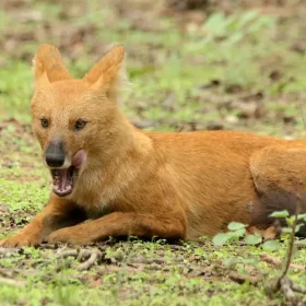 wild-dog-pench-tiger-reserve-slider-500×500