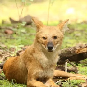 wild-dog-wild-wonders-slider-500×500