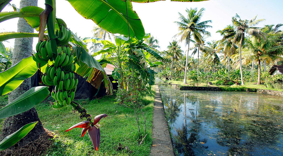 Philipkuttys-Farm-Lawn-Area-500×500