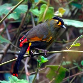 Bugun-Liocichla-Eagle-Nest-slider-500×500-1