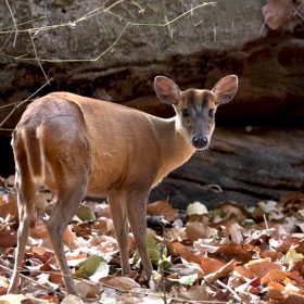 barking-deer-dudhwa-slider-750×500-1