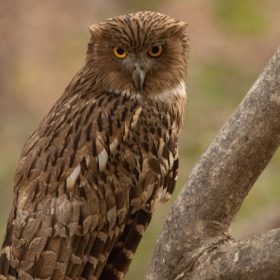 brown-fish-owl-pench-national-park-750×500-1