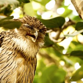 brown-fish-owl-ranthambhore-national-park-750×500-1