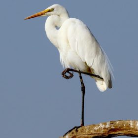 cattle-egret-bandhavgarh-national-park-750×500-1