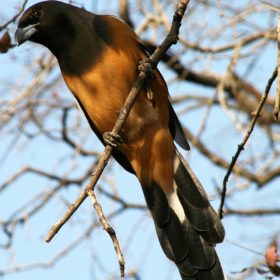 cor_bird