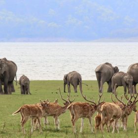 cor_elephant