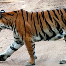 cor_tiger_2