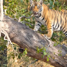 cub-on-tree-pench-national-park-750×500-1