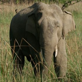 elephant-manas-national-park-750×500-1