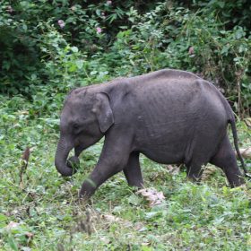 elephant-nagarhole-national-park-750×500-1