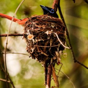 flycatcher-tadoba-national-park-750×500-1