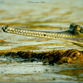 gharial-national-chambal-sanctuary-750×500-1