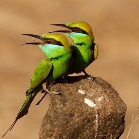 green-bee-eaters-tadoba-national-park-750×500-1