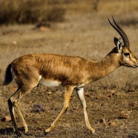 indian-gazzale-ranthambhore-national-park-750×500-1