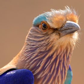 indian-roller-manas-national-park-750×500-1