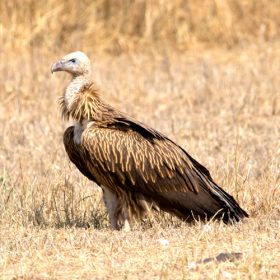 indian-vulture-pench-national-park-750×500-1