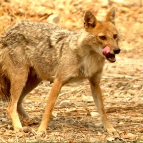 jackal-jim-corbett-national-park-750×500-1