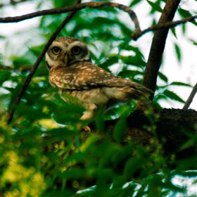 jungle-owlet-national-chambal-sanctuary-750×500-1