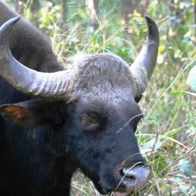 kan_bison