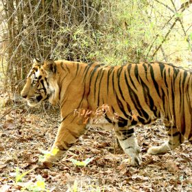 kanha-tiger-reserve-slider-500×500-1