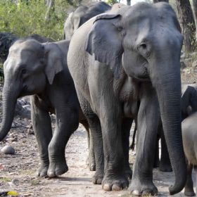kaz_elephant