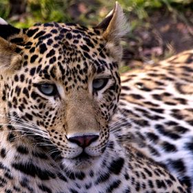 leopard-gir-np-slider-500×500-1