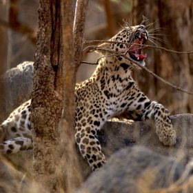 leopard-satpura-slider-750×500-1
