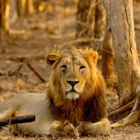 lion-gir-np-slider-500×500-1