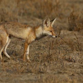 little_rann_of_kutch_fox-h-x640