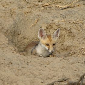 little_rann_of_kutch_fox-kitten-h-x640
