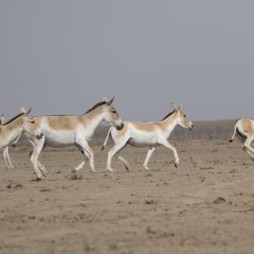 little_rann_of_kutch_wild_ass-h-x640