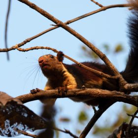 malabar-giant-squirrel-satpura-national-park-750×500-1