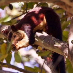 malabar-giant-squirrell-manas-national-park-750×500-1