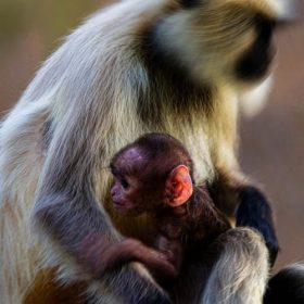 mom-and-baby-langur-ranthambhore-national-park-750×500-1