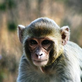 monkey-kanha-national-park-750×500-1