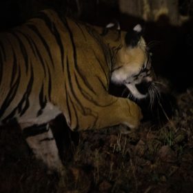night-safari-tiger-satpura-national-park-750×500-1