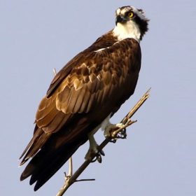 osprey-nagarhole-national-park-750×500-1