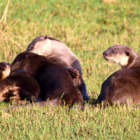 otters-manas-national-park-750×500-1