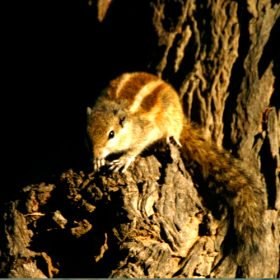 palm-squirrell-national-chambal-sanctuary-750×500-1