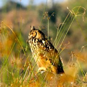 pan_brown_fishing_owl