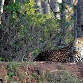 pan_leopard