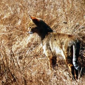 pan_wild_cat