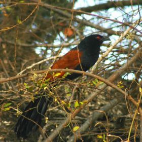peri_koyal_bird