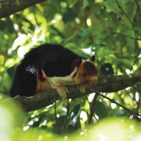 peri_malabar_flying_squirrel