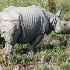rhino-manas-national-park-750×500-1