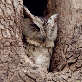 scops-owl-satpura-national-park-750×500-1