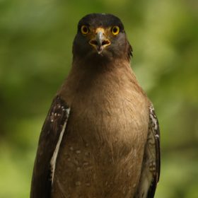 serpent-eagle-dudhwa-slider-750×500-1